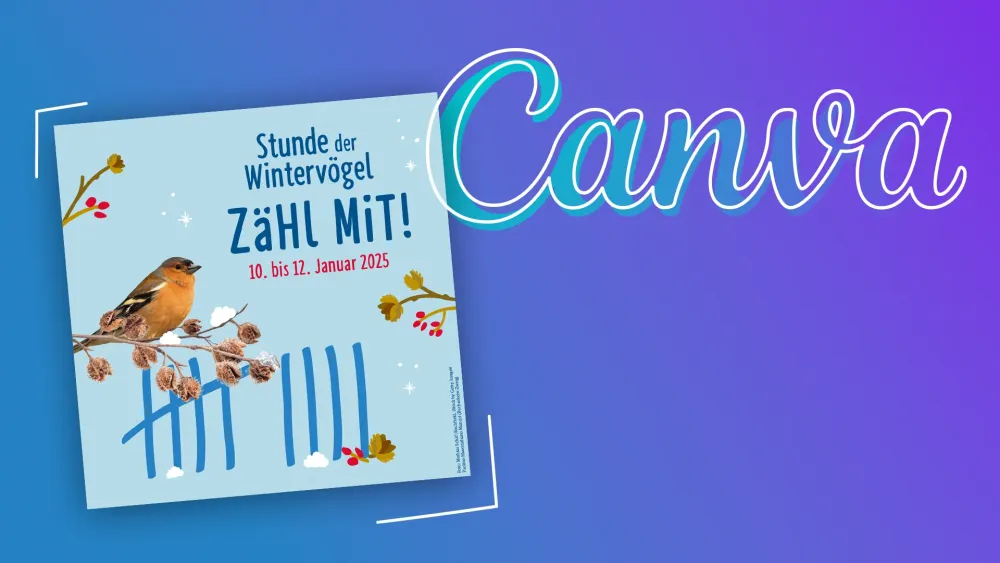 Leistungen Canva 