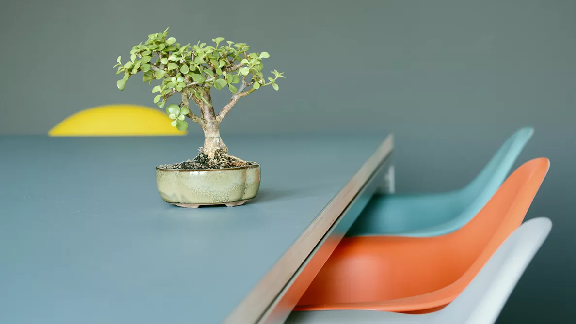 Agentur | Bonsai