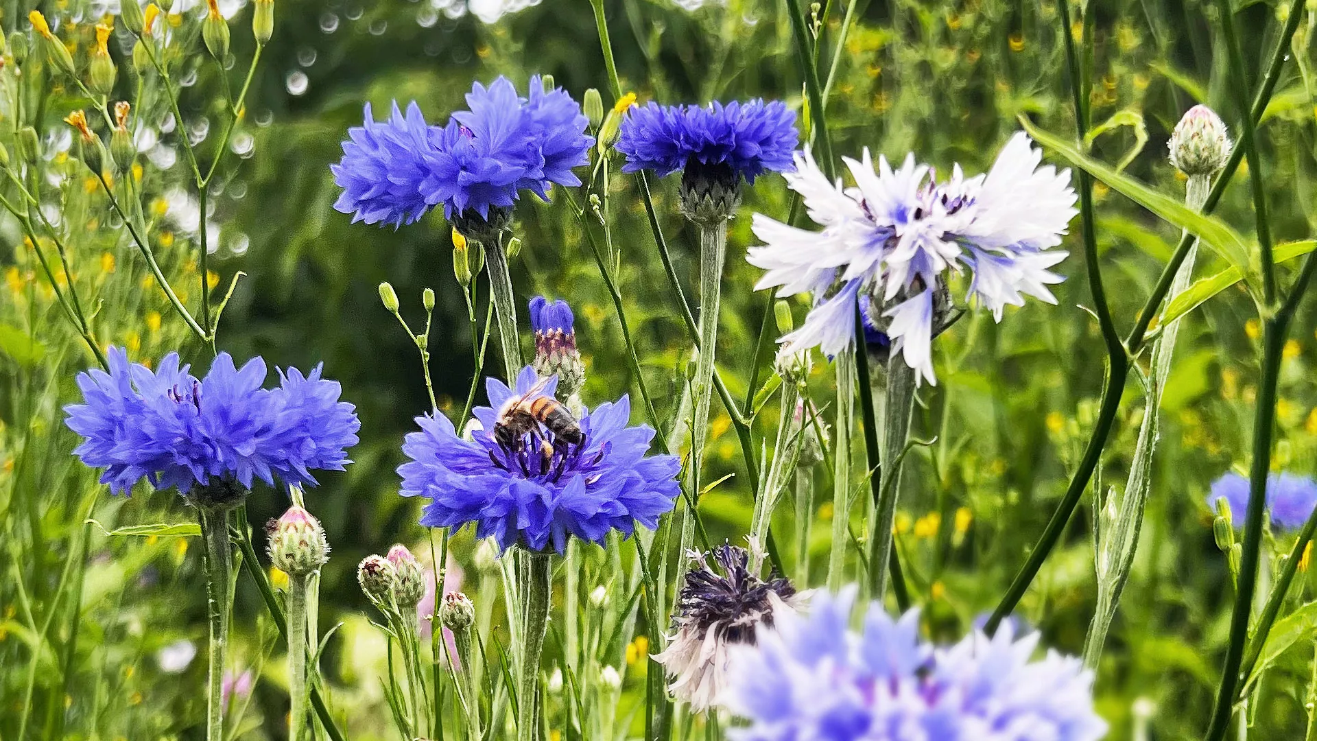 Wiese mit Wildblumen