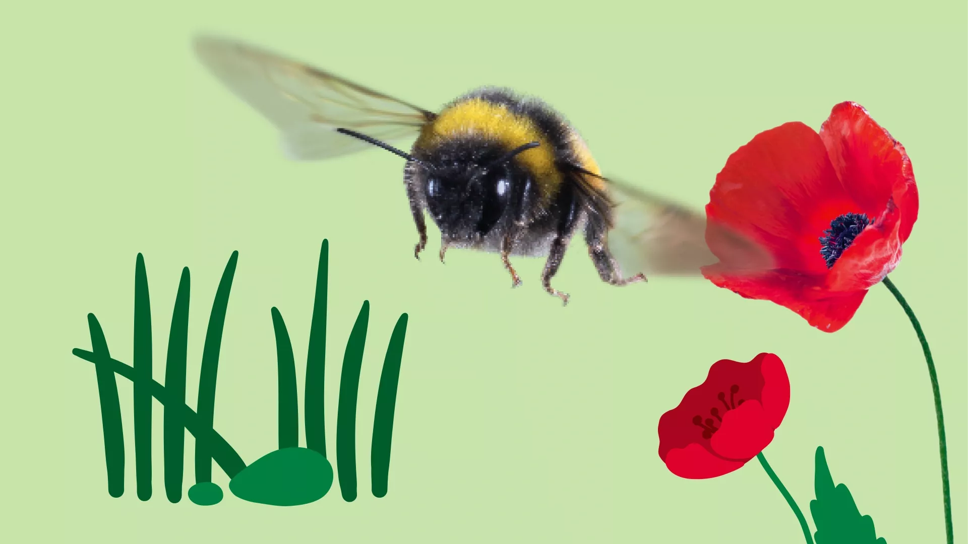 NABU Insektensommer Hummelgrafik
