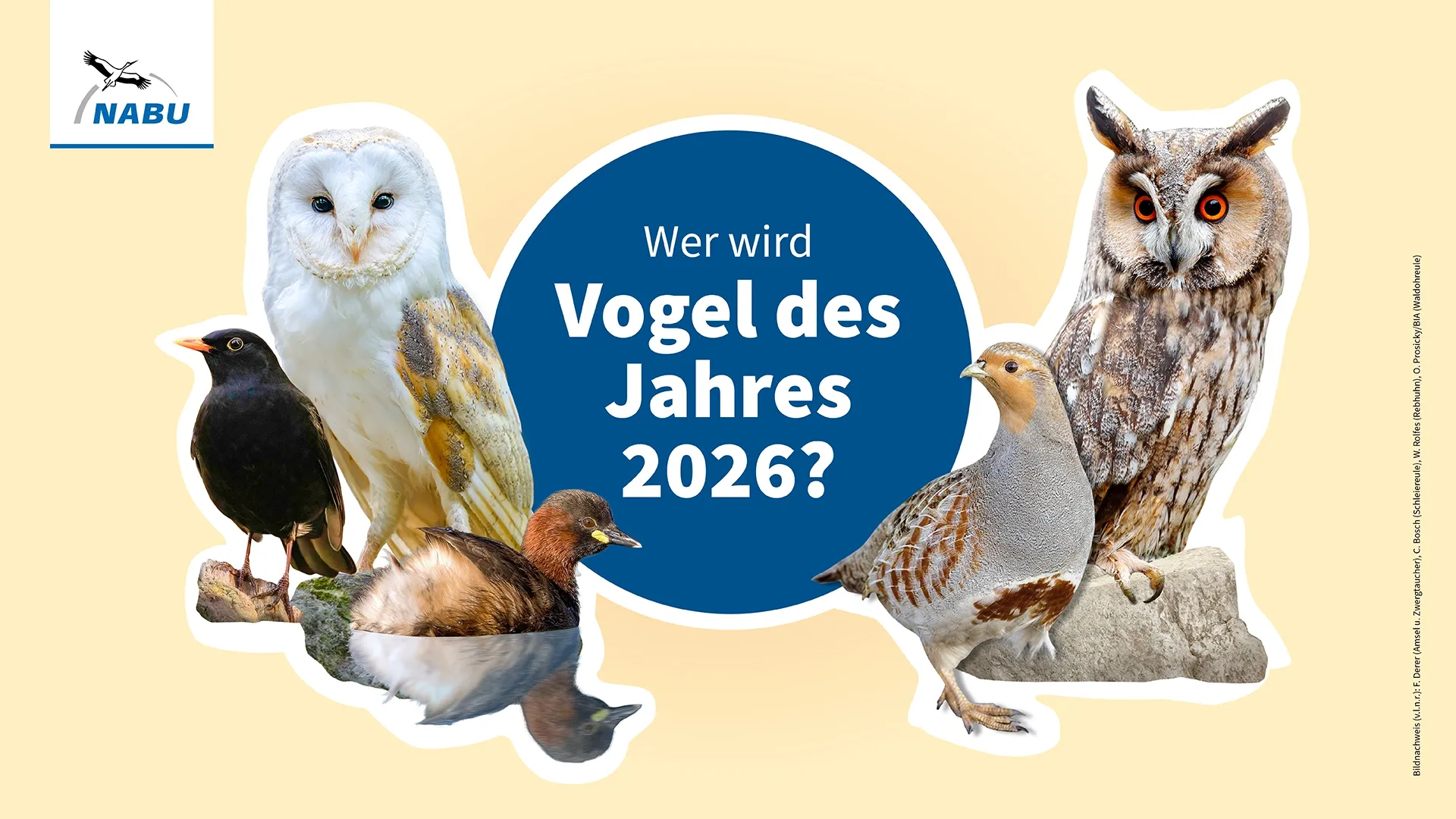 publicgarden: Neuer Look für Vogel des Jahres (NABU)