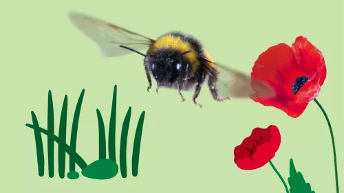 NABU Insektensommer Hummelgrafik